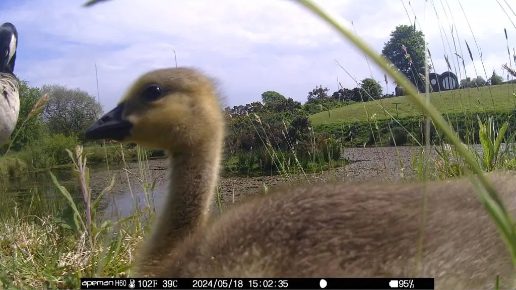 Let's Glamp Retro Luxury Glamping in West Wales the geese growing in May 15