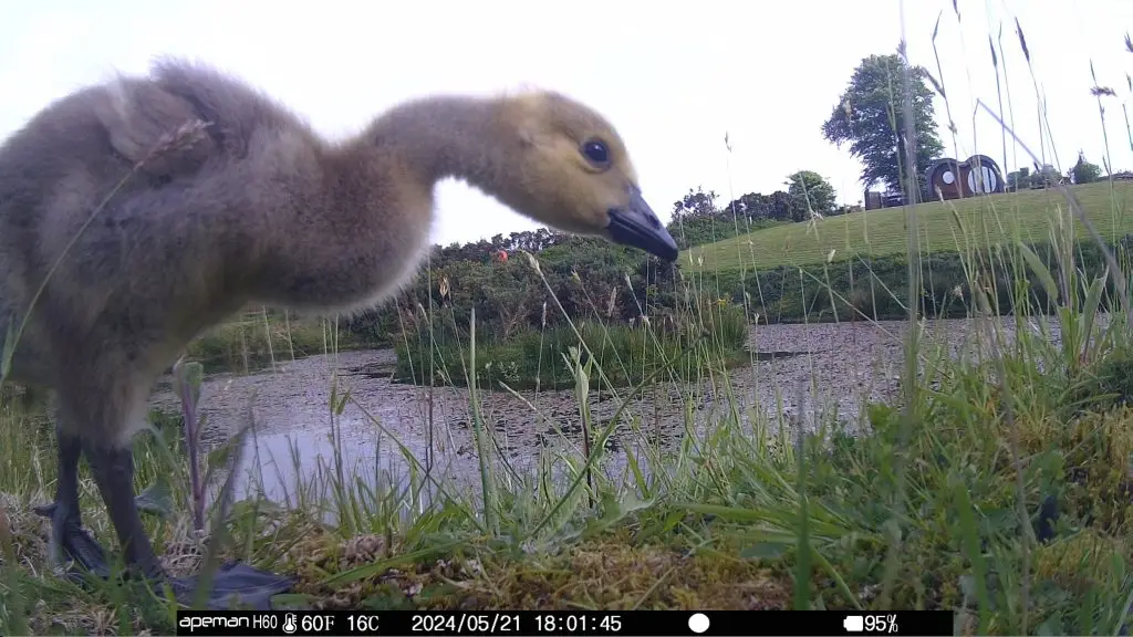 Let's Glamp Retro Luxury Glamping in West Wales the geese growing in May 23
