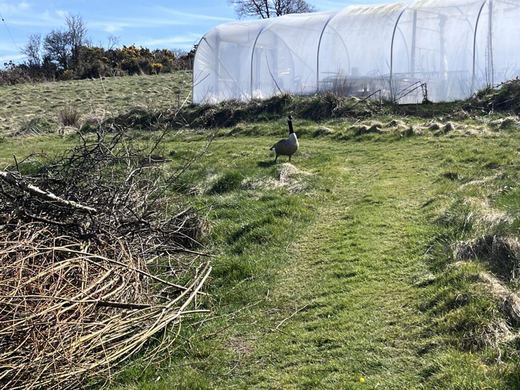 Let's Glamp Retro Luxury Glamping in West Wales cher starts nesting 9